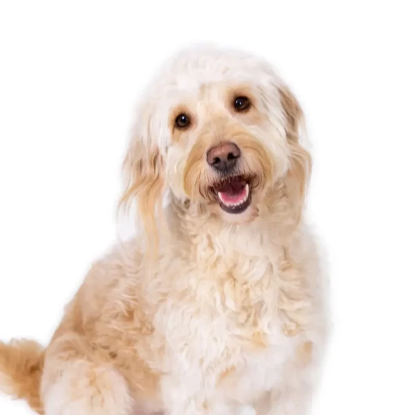 Ruby the dog